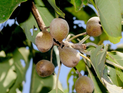 Terminalia bellirica