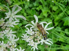 Tenthredo brevicornis