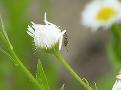 Nysius senecionis