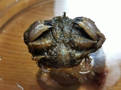Glebocarcinus amphioetus