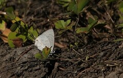 Anthene liodes