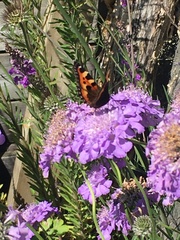 Aglais urticae