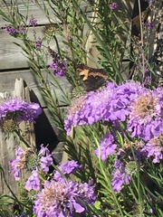 Aglais urticae