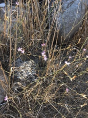 Dianthus strictus