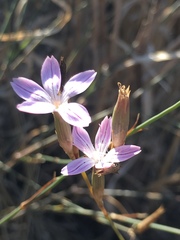 Dianthus strictus