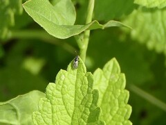 Metopoplax ditomoides