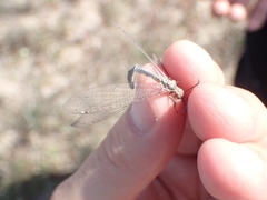 Macronemurus appendiculatus