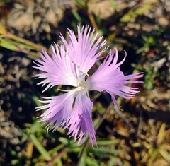 Dianthus