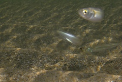 Atheriniformes