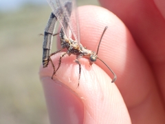 Macronemurus appendiculatus