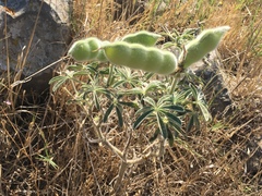 Lupinus pilosus