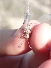 Macronemurus appendiculatus