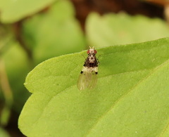 Sapromyza pictigera