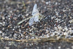 Ophiogomphus morrisoni