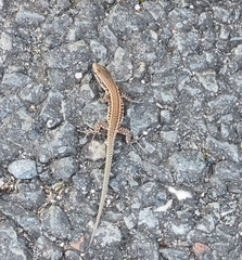 Podarcis muralis