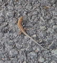 Podarcis muralis