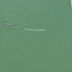 Actinopterygii
