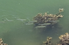 Actinopterygii