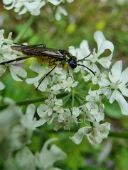 Tenthredo brevicornis