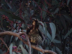 Anthochaera chrysoptera