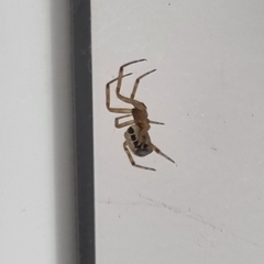 Steatoda nobilis
