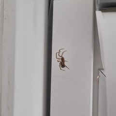 Steatoda nobilis