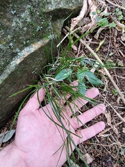 Poa matthewsii