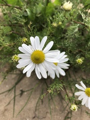 Tripleurospermum maritimum
