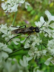 Tenthredo brevicornis