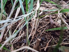 Poa matthewsii