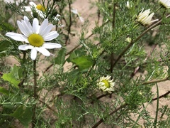 Tripleurospermum maritimum