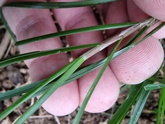 Poa matthewsii