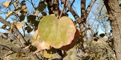 Dombeya rotundifolia