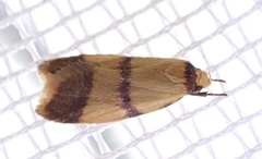Heteroteucha translatella