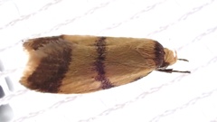Heteroteucha translatella