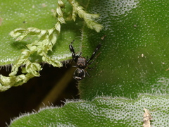 Harmochirus insulanus