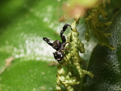 Harmochirus insulanus