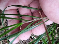 Poa matthewsii