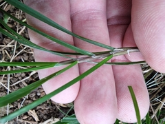 Poa matthewsii