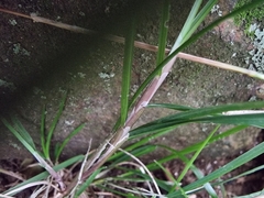 Poa matthewsii