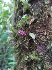 Bulbophyllum japonicum