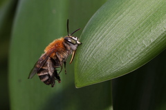 Amegilla florea
