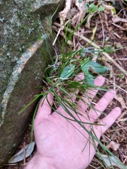 Poa matthewsii
