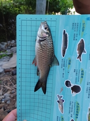 Systomus orphoides