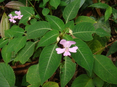 Impatiens kinabaluensis