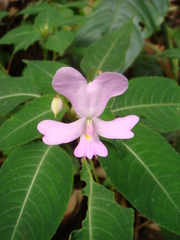 Impatiens kinabaluensis