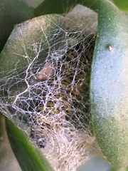 Egybolis vaillantina