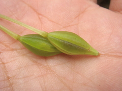 Impatiens kinabaluensis