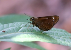 Pelopidas assamensis