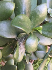 Egybolis vaillantina